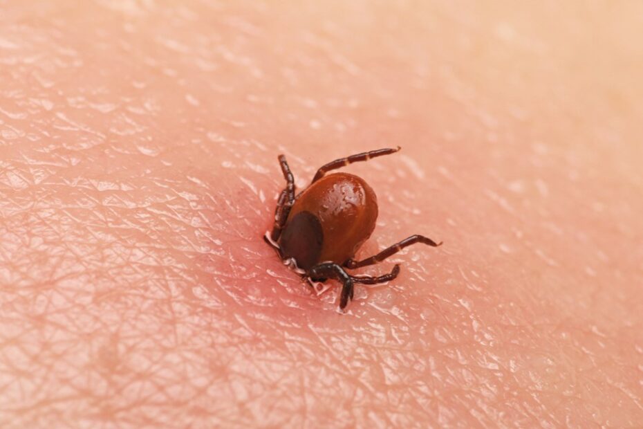 Teken - Avond4daagse Weesp